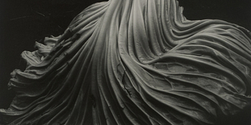 10gizqbh1c04au3-cabbage-leaf-1931.jpg