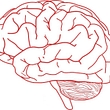 20140704-142426-brain-155655-640.jpg