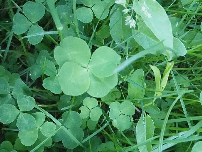 35umhzj9ymqe4eo-img-20190531-064323.jpeg