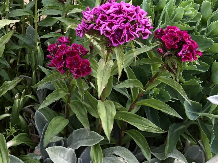 Osaď si nádoby na terase, balkoně květinami, které využiješ i do vázy