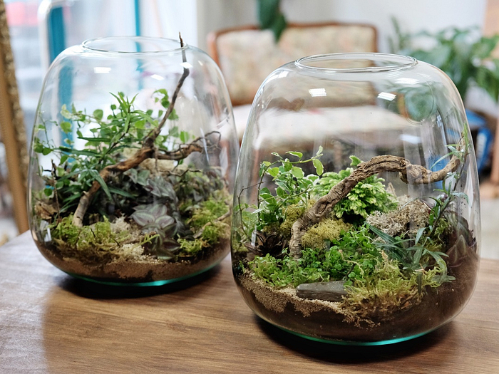 5a1mfwkevqt8qwf-terarium-25m.jpg