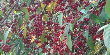 6b6rjyot2i2c709-hlosina.jpeg