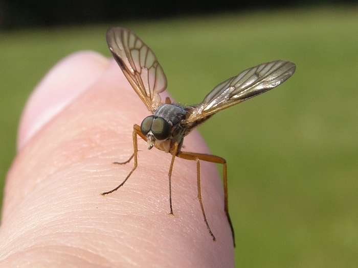 6ggo4069ce8-diptera-2.jpg