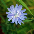 71mex9fy9t04zlk-8chicory.jpeg
