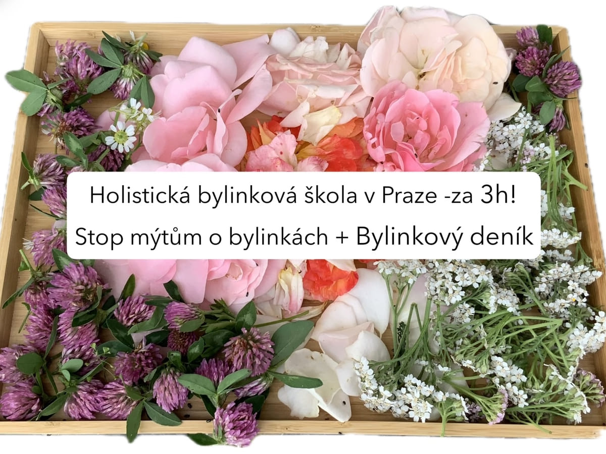 3 hodinový bylinkový workshop – Holistická bylinková škola Praha