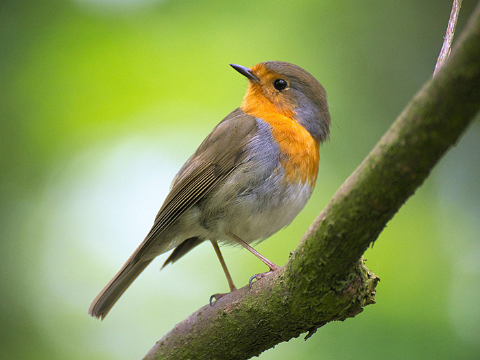 8zll1j2rjb2-robin-2177776-1920.jpg