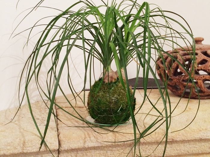 9kghbaxcm8x-kokedama-400.jpg
